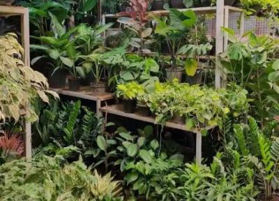 نمایشگاه گل و گیاه محلات از 23 تا 25 خردادماه برگزار می گردد نمایشگاه گل و گیاه محلات از 23 تا 25 خردادماه برگزار می گردد